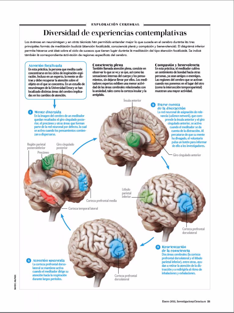 ¿Cuál es la neurociencia detrás del mindfulness?