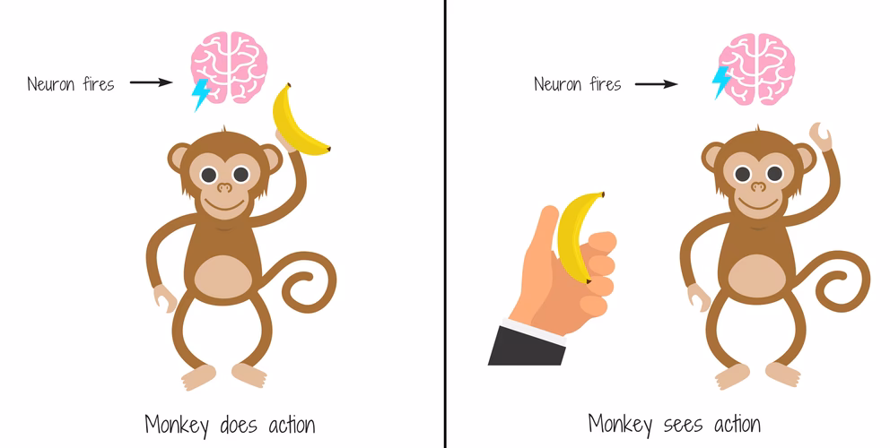 Why are mirror neurons controversial?