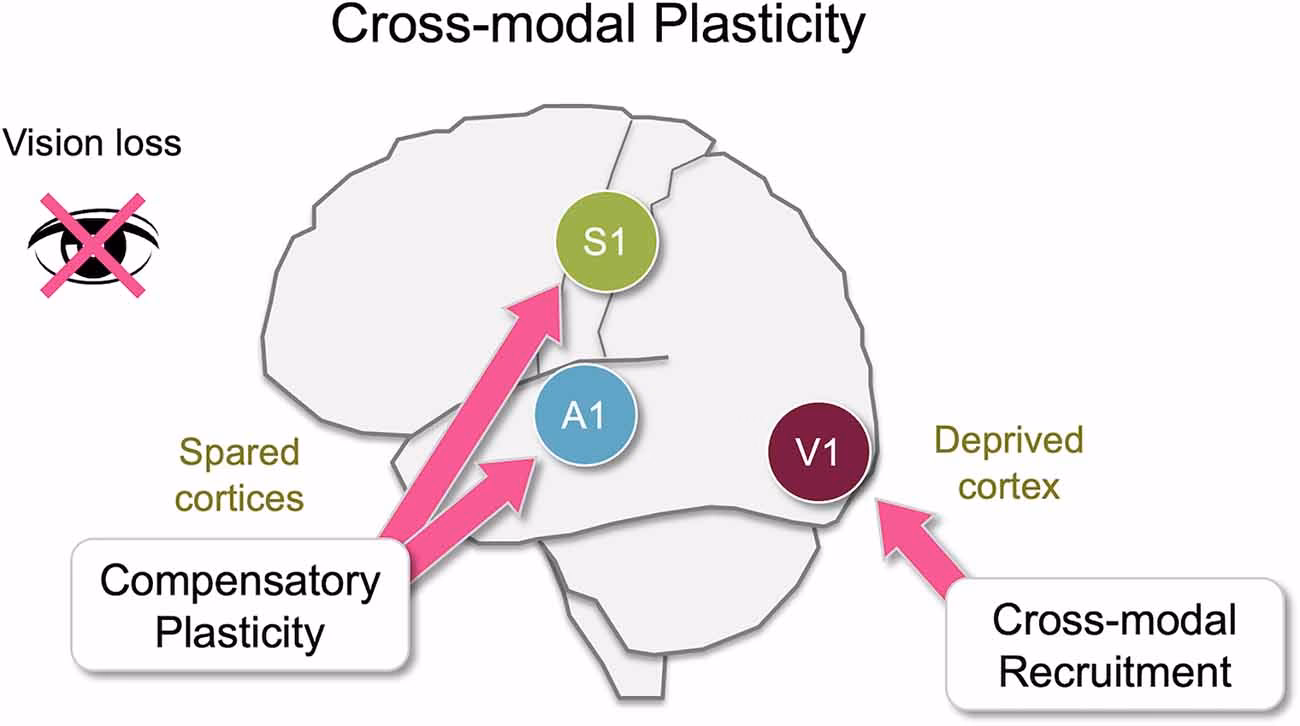 What are the modalities of the nervous system?