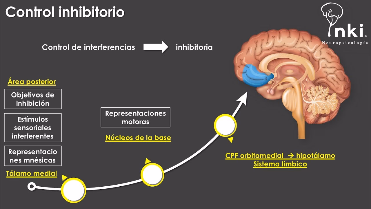 ¿Qué es inhibición en neuropsicología?