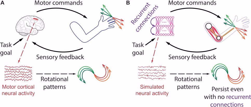 What is motor control in neurology?