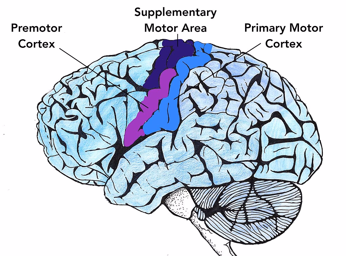 What is motor learning Neuroscience?