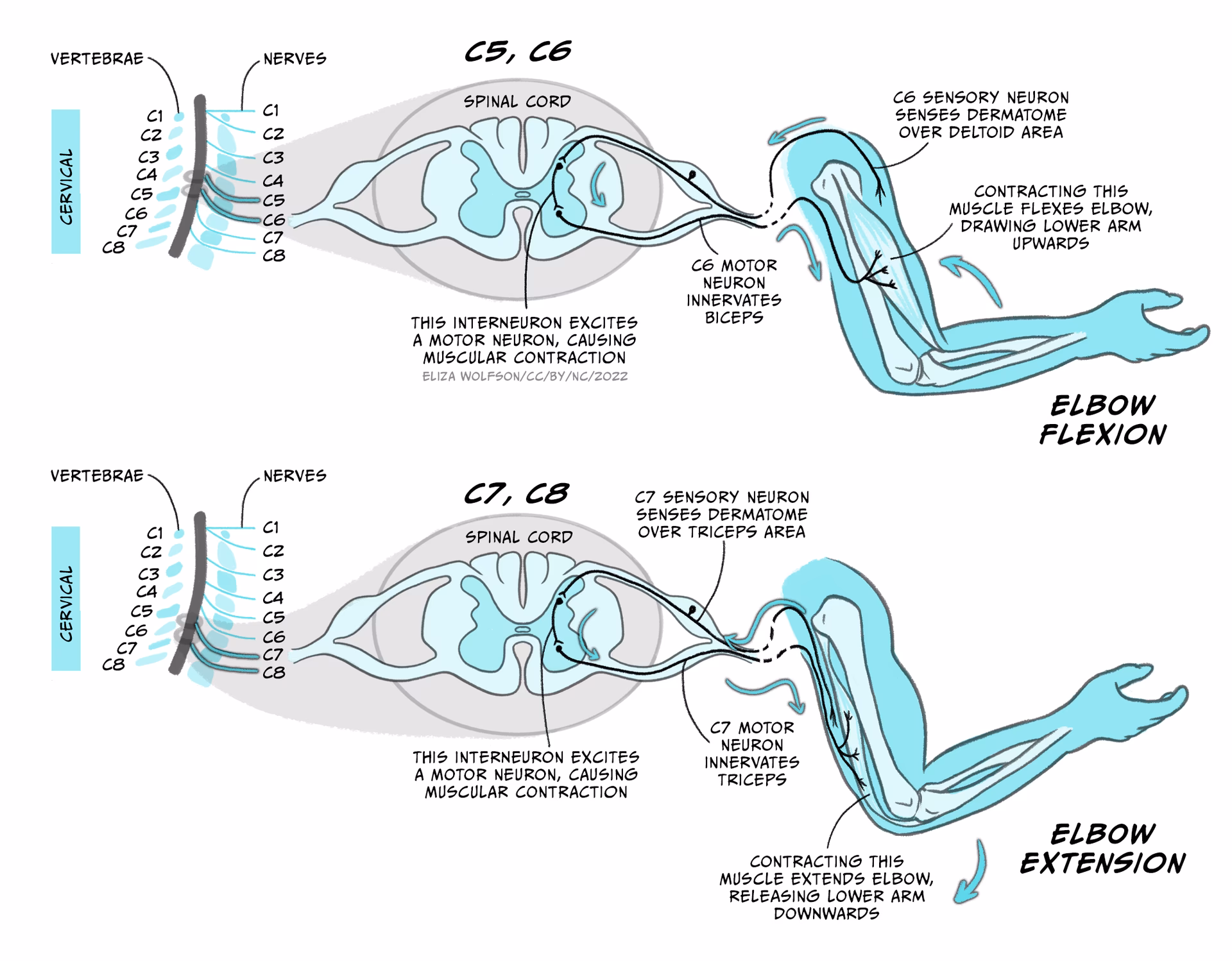 What are the 3 major motor pathways in the CNS?