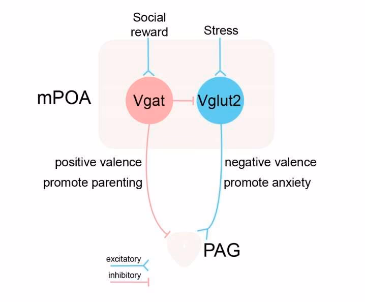 What is the MPOA in the brain?