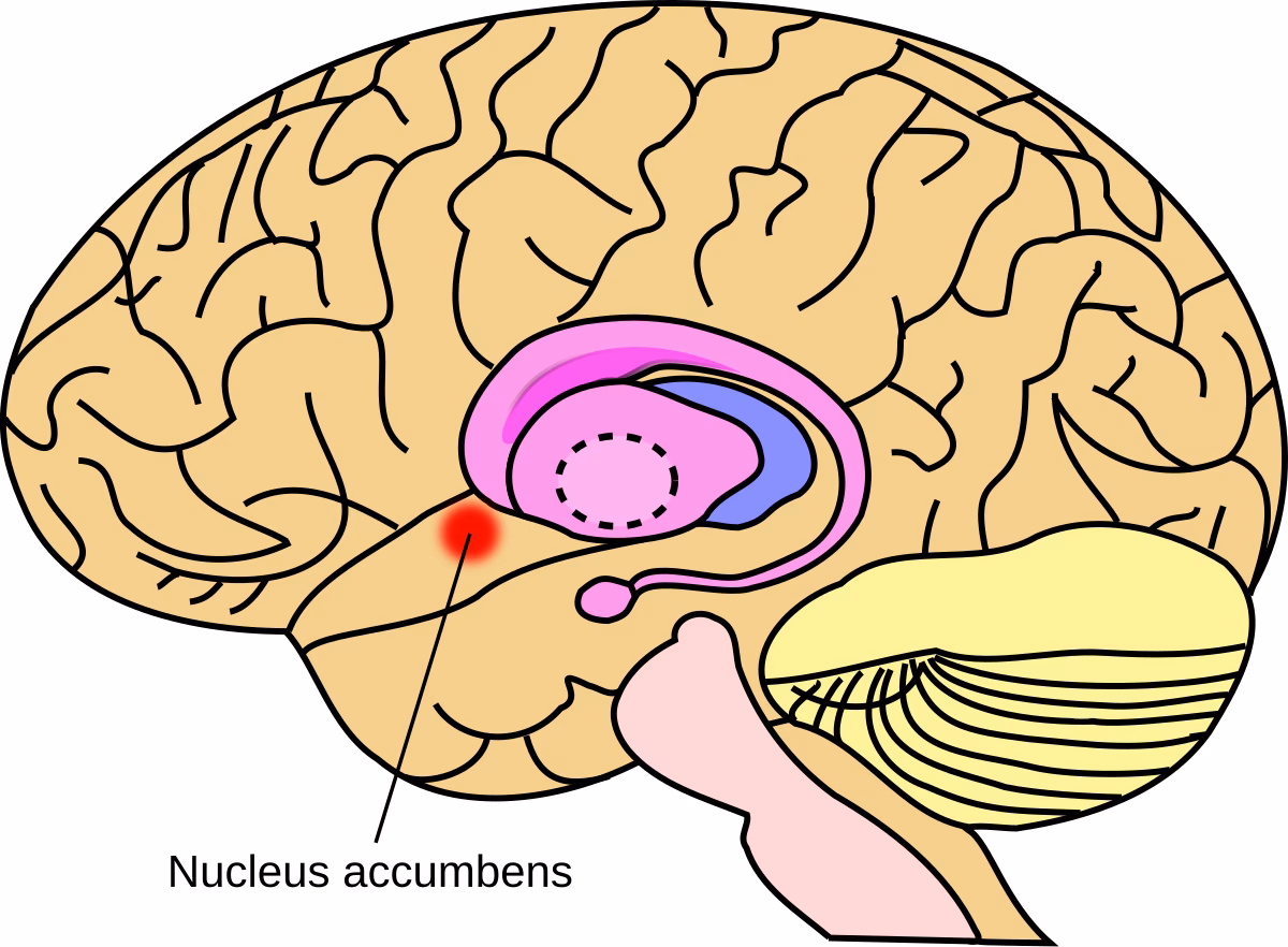 What is the main function of the nucleus accumbens?