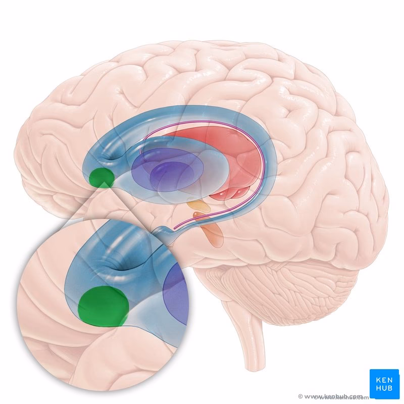 What is NAcc in neuroscience?