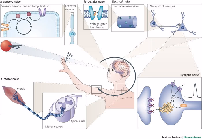 How long does neuroscience bulletin review take?