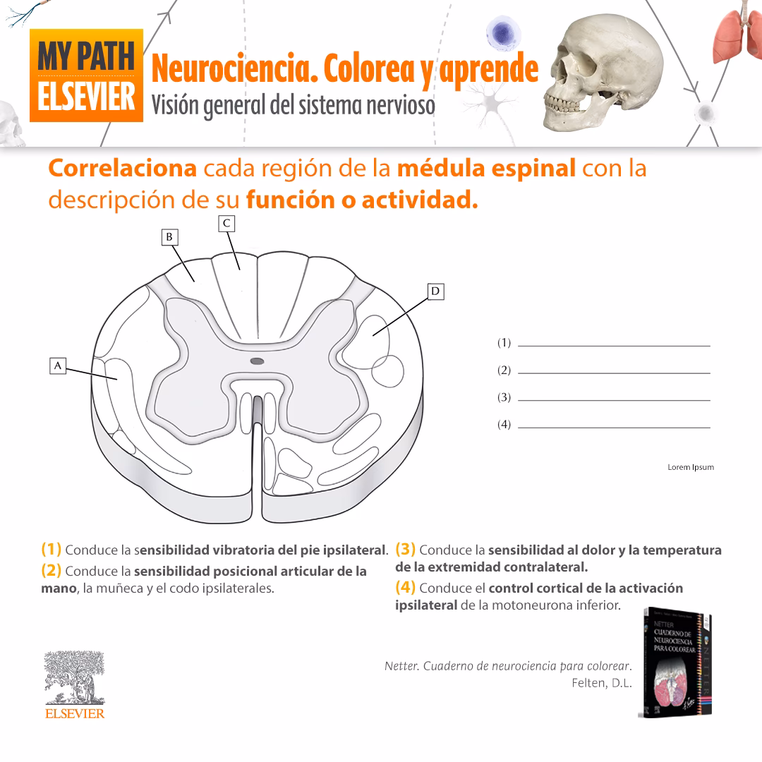 ¿Cuánto cuesta el netter para colorear?