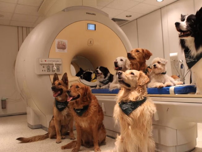 ¿Cómo funciona el cerebro de un perro?