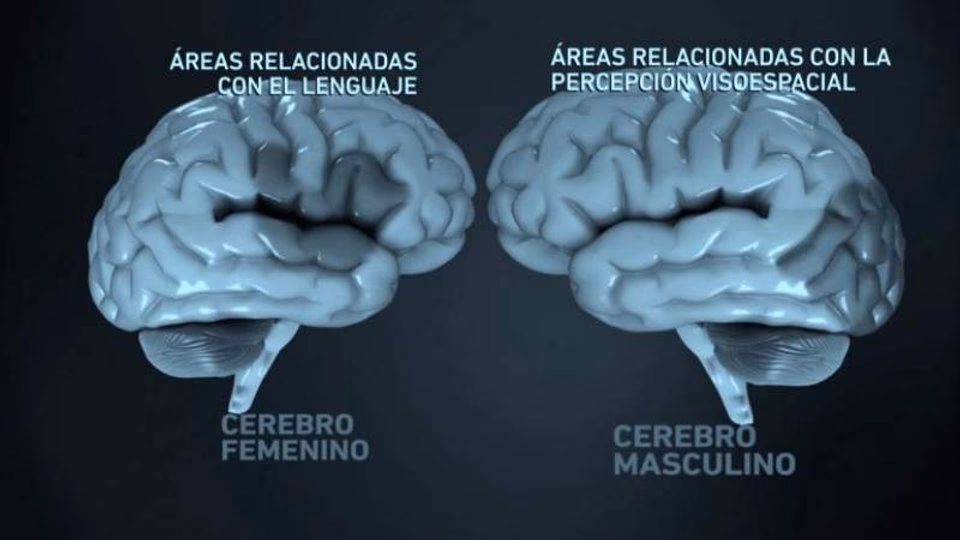 ¿Quién tiene más capacidad cerebral, hombre o mujer?
