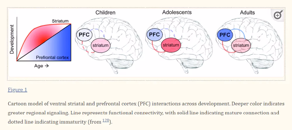 ¿Cómo funciona el proceso cerebral de la motivación?