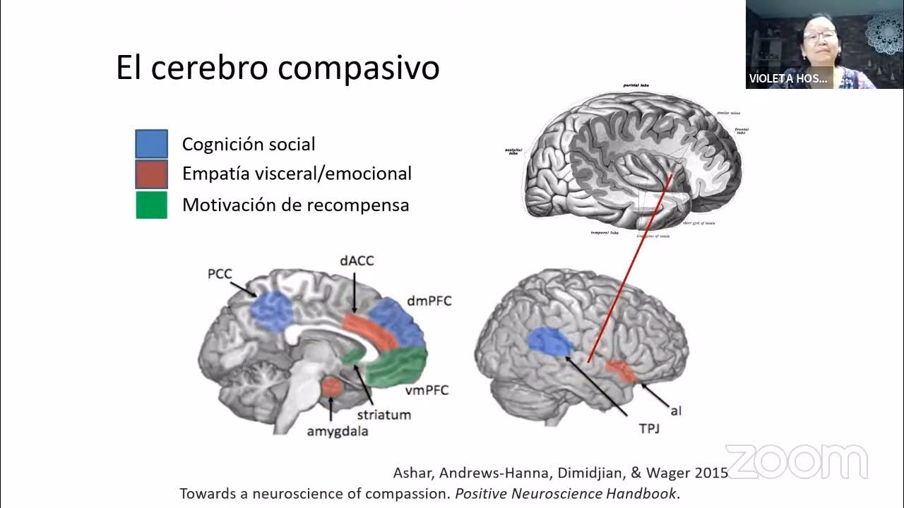 ¿Qué zonas del cerebro se activan cuando una persona es compasiva?