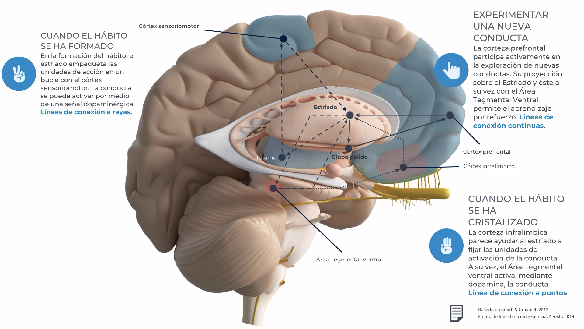 ¿Qué es un hábito según la neurociencia?