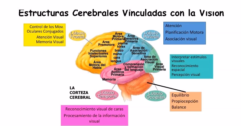 ¿Cómo interpreta el cerebro la vista?