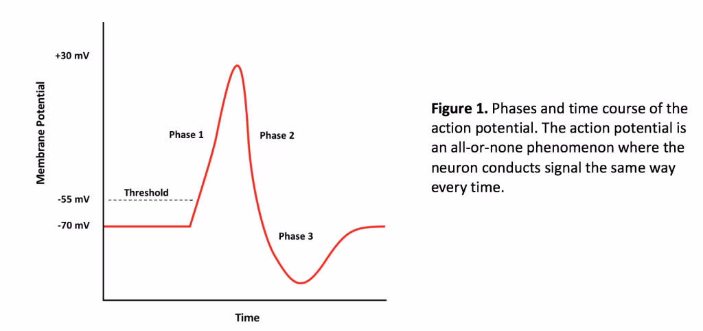 What is a normal nerve conduction velocity?