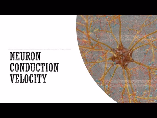 What is a normal nerve conduction velocity?