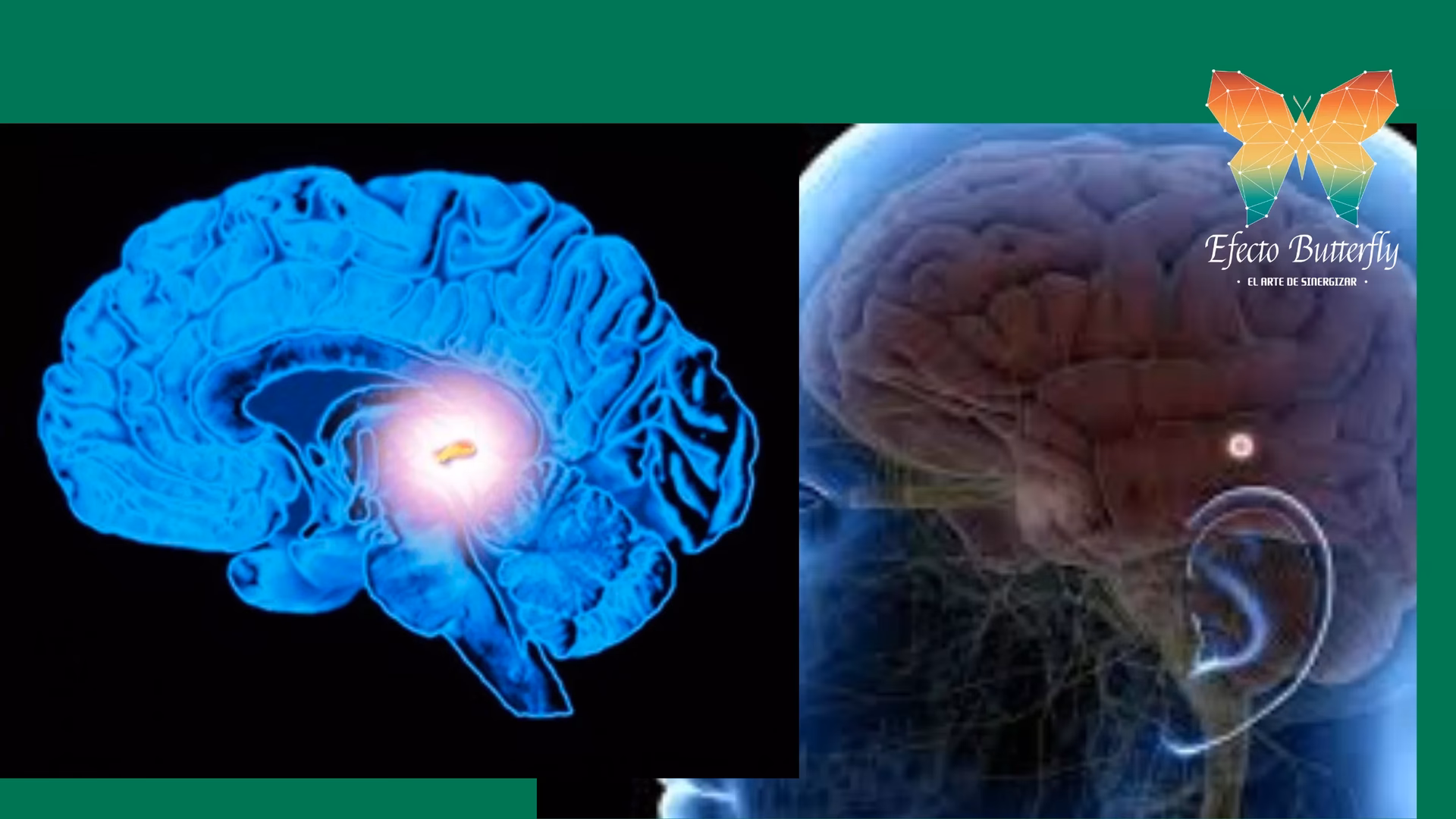 ¿Qué pasa cuando se activa la glándula pineal?