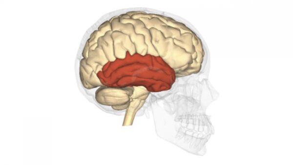 Lóbulo Temporal: Memoria, Emociones y Más | iNeurociencias