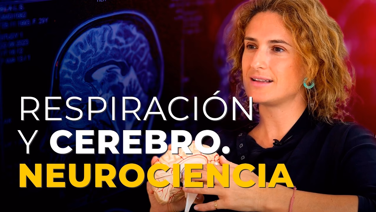 ¿Qué estimula la respiración?