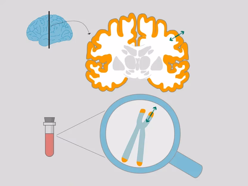 ¿Cómo regenerar los telómeros?