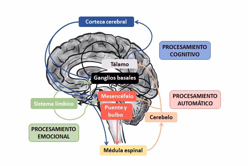 ¿Cómo se conecta el cerebro con los músculos?