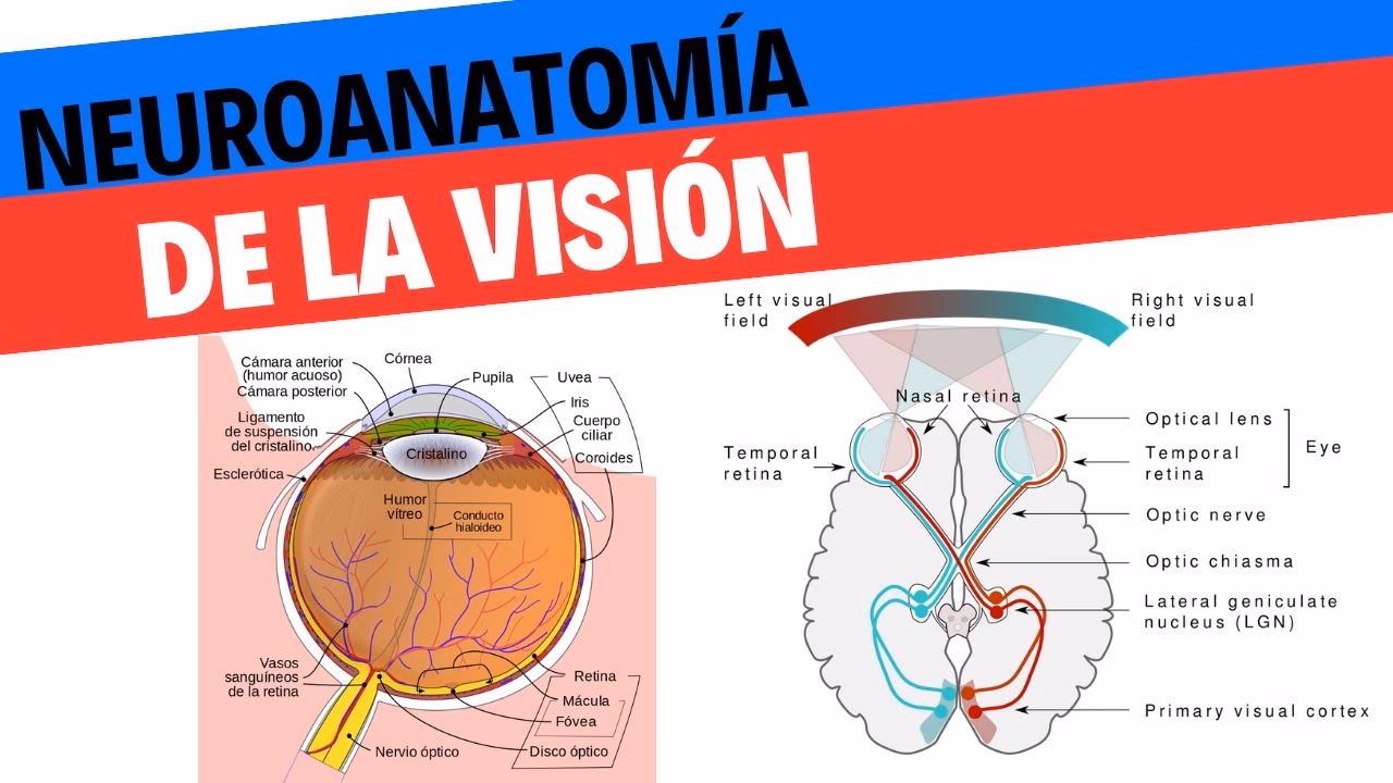 What is neurological vision?