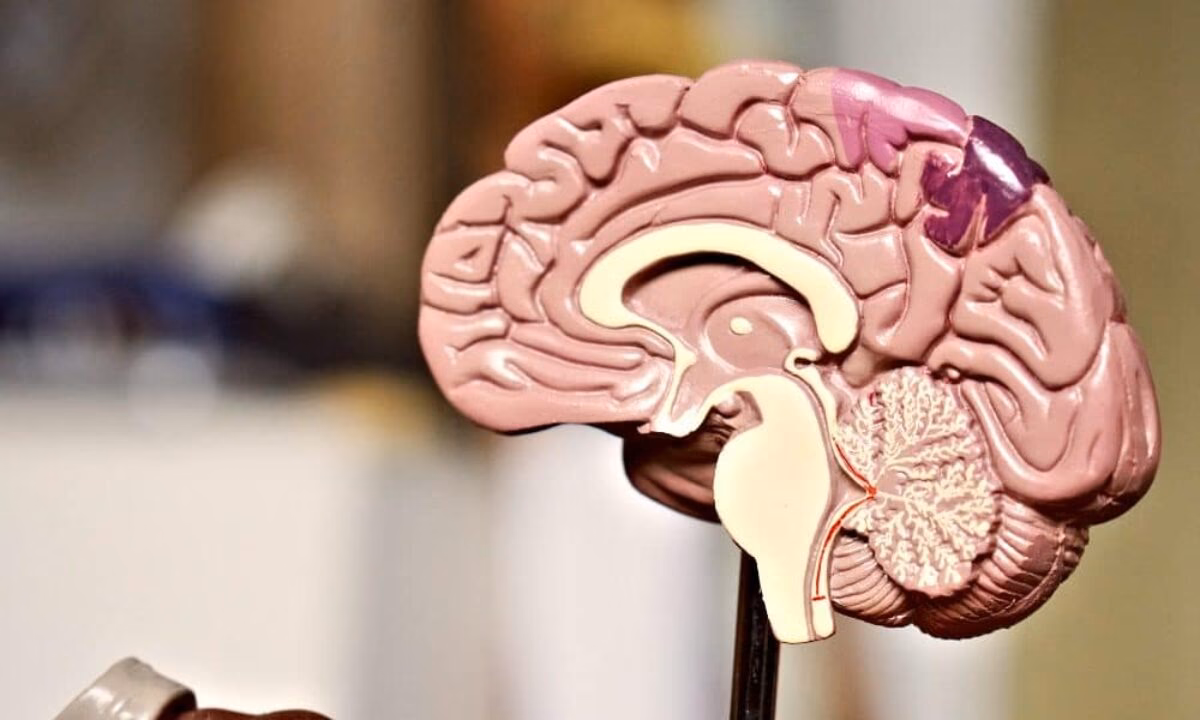 ¿Cuál es la diferencia entre un neuropsicólogo y un neurocientífico?