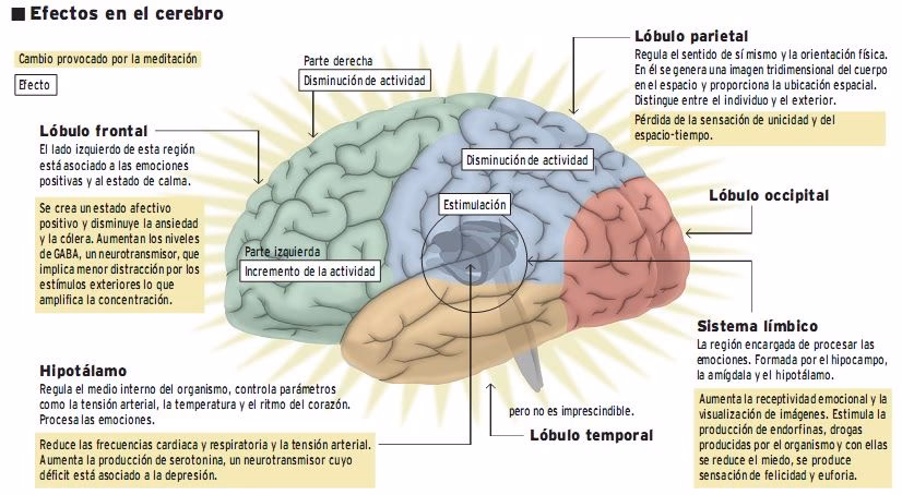 ¿Qué pasa en el cerebro al hacer yoga?