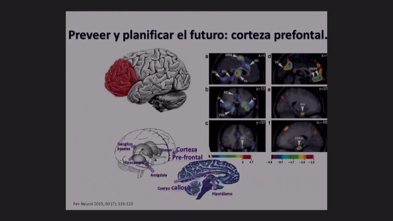 ¿Qué parte del cerebro está asociada con la violencia?