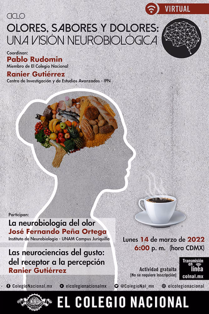 ¿Qué relación tiene el cerebro con el gusto?