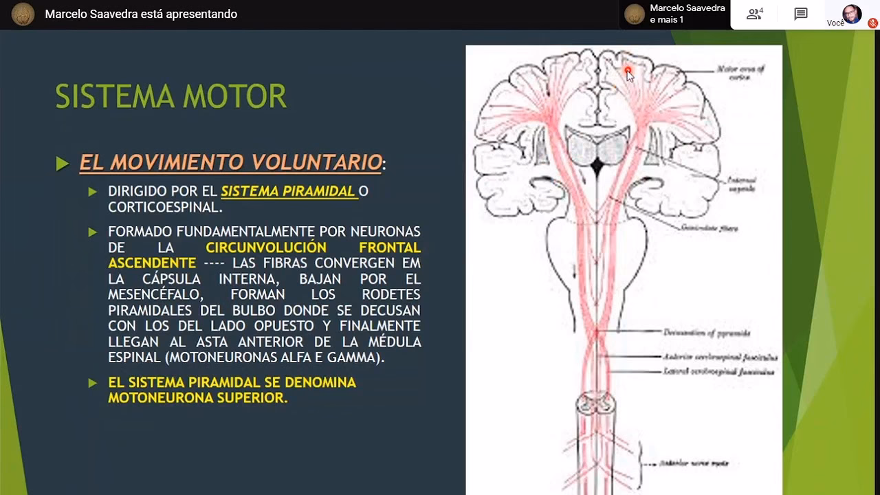 ¿Qué es el sistema neuromotor?