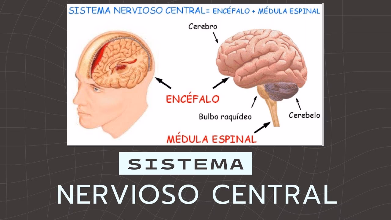 ¿Qué activa el sistema nervioso central?