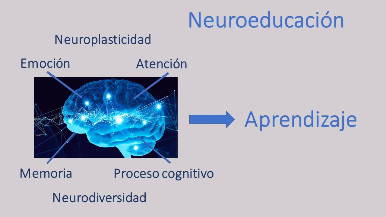 ¿Cómo influye el ambiente en el neurodesarrollo?