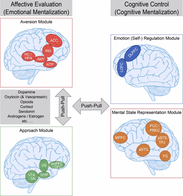 What is the link between attachment theory and brain development?