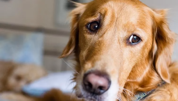 What is it like in a dog's mind?