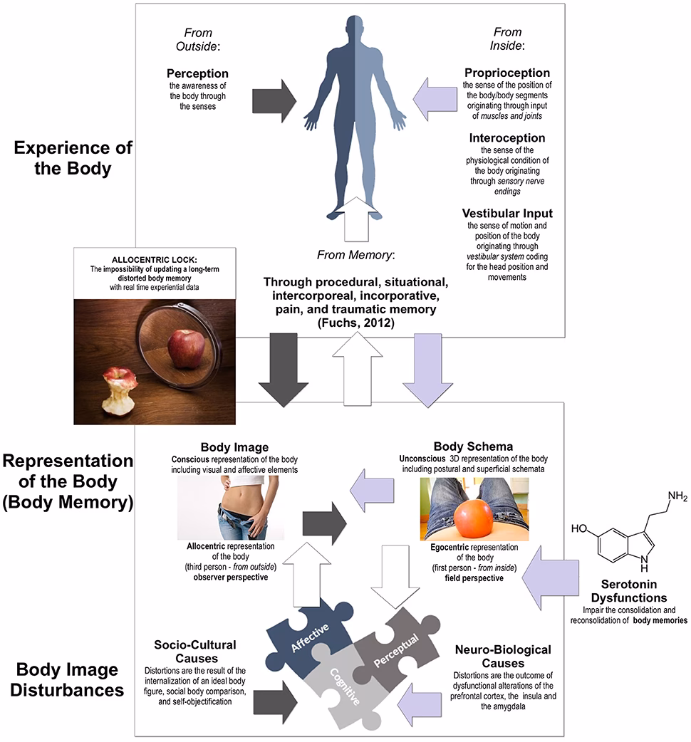 What part of the brain is associated with eating disorders?