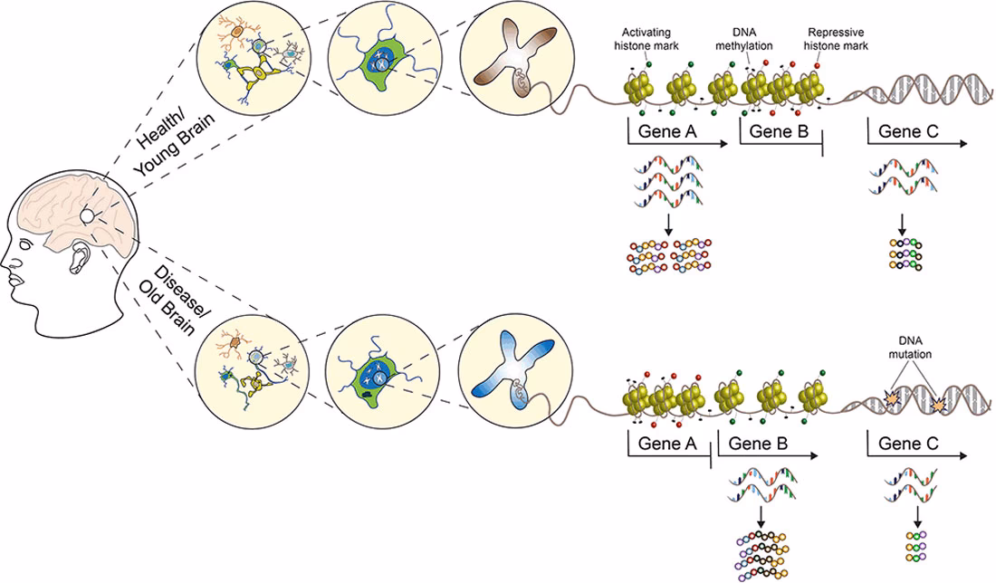 What branch of science is epigenetics?