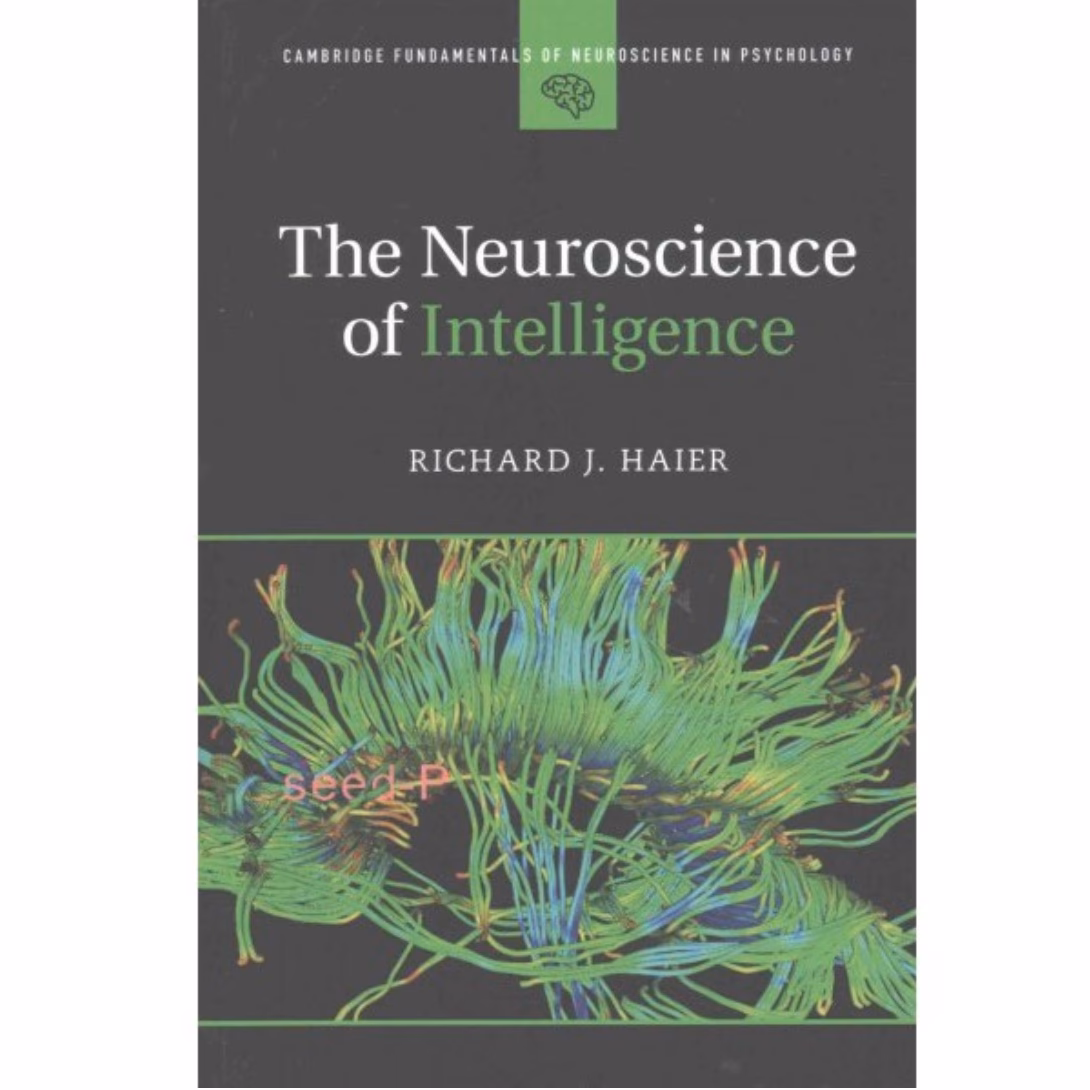 What makes a brain more intelligent?