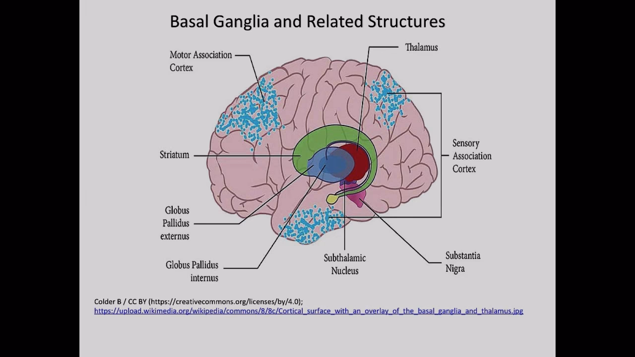 What is SLP in neurology?