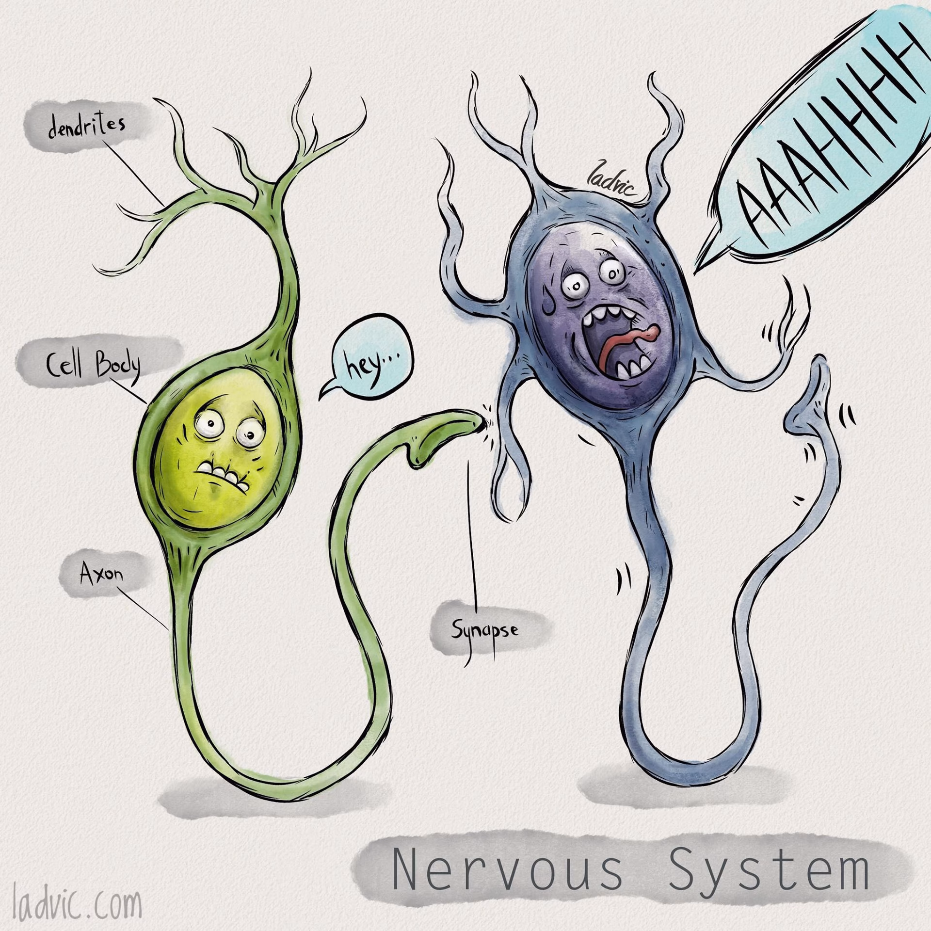 What is the psychology of adults who watch cartoons?