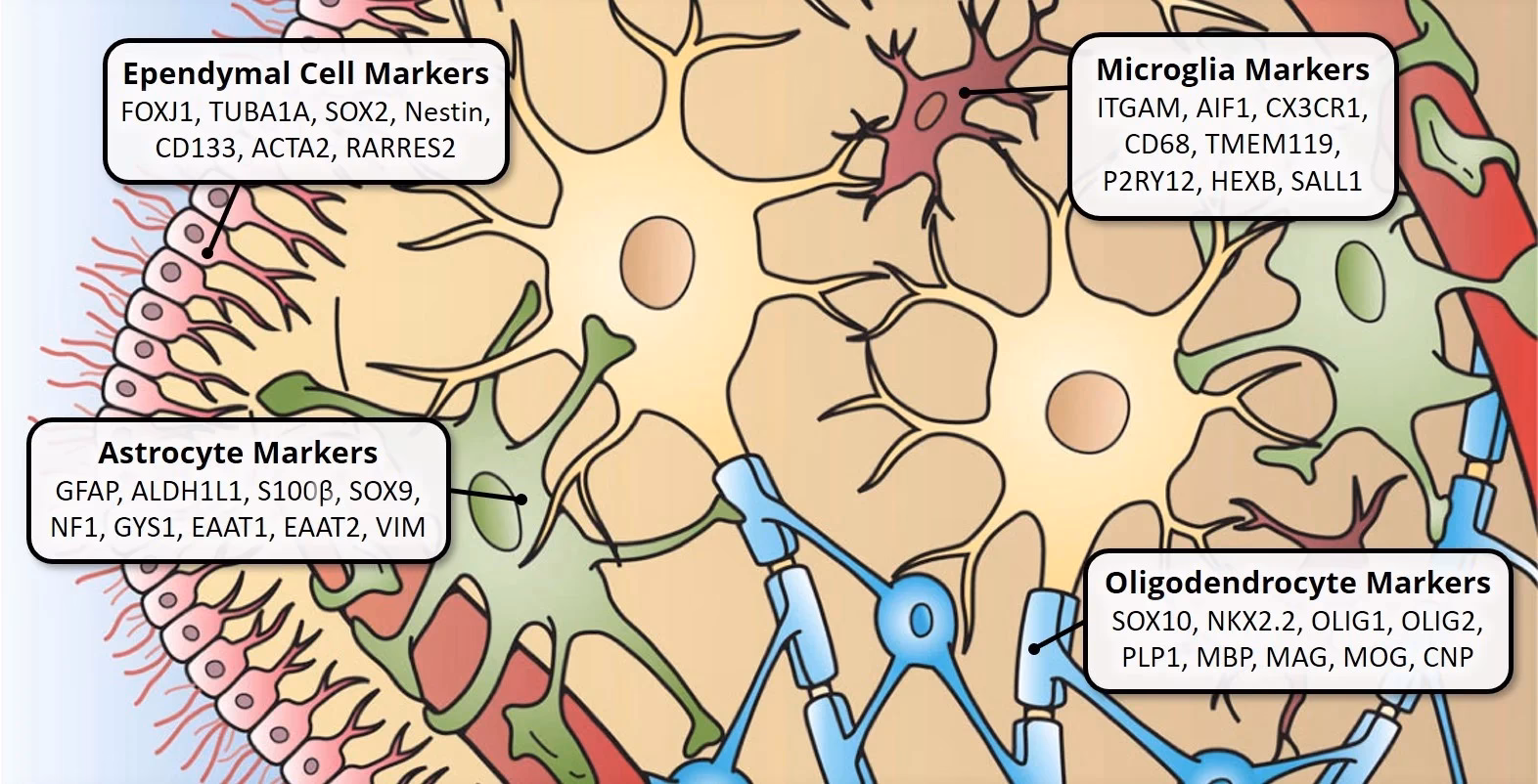 What are the cell markers?