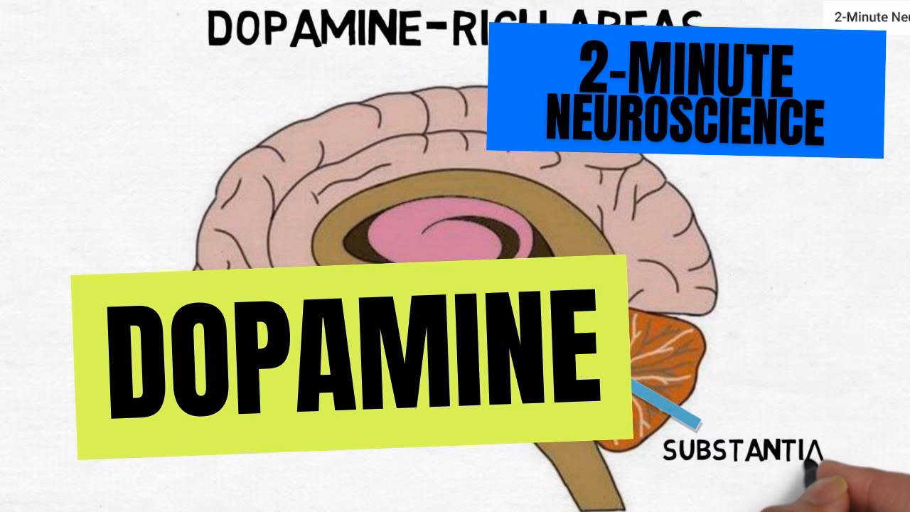 What triggers dopamine release in the brain?