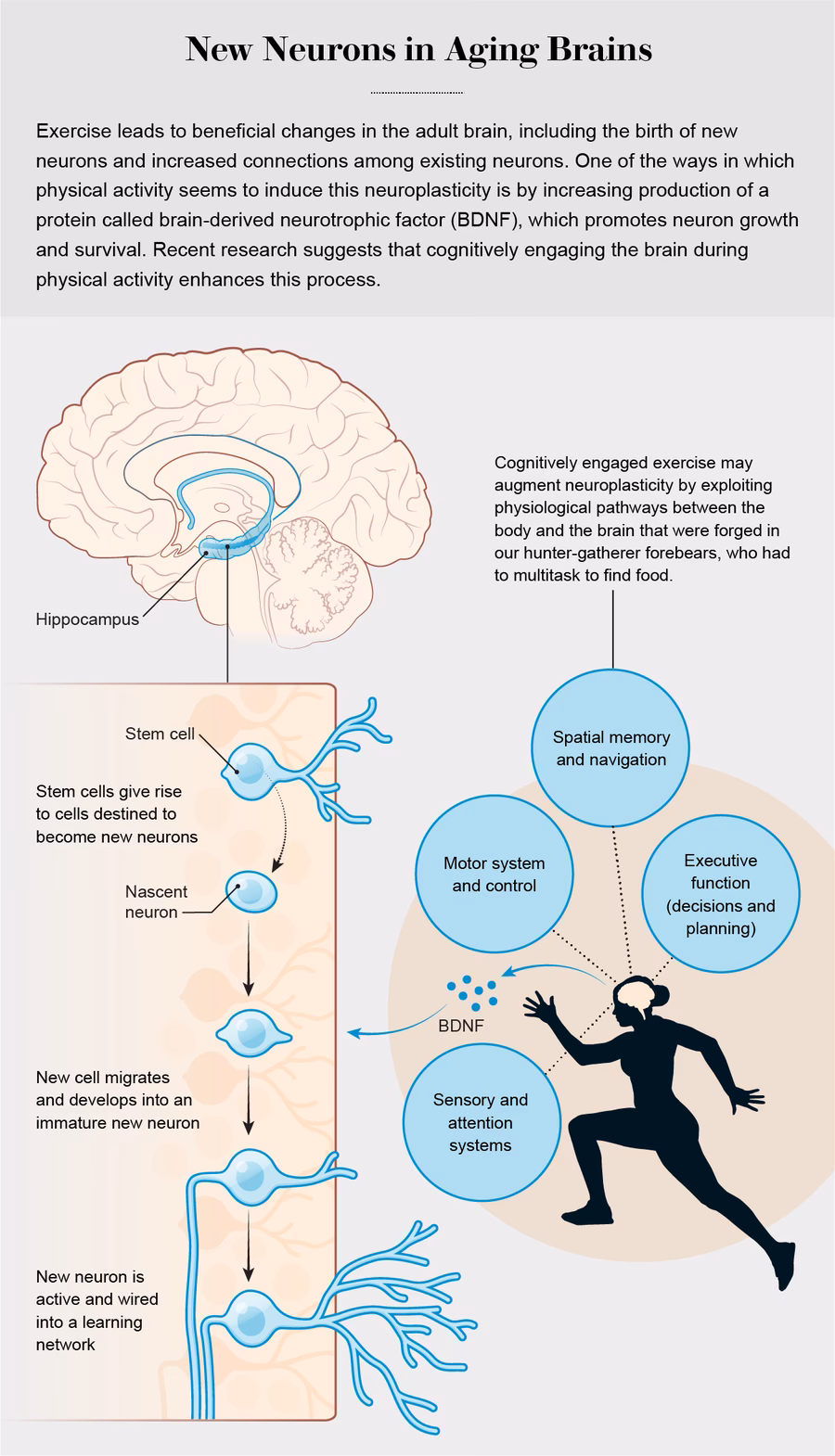 What exercise helps the brain the most?