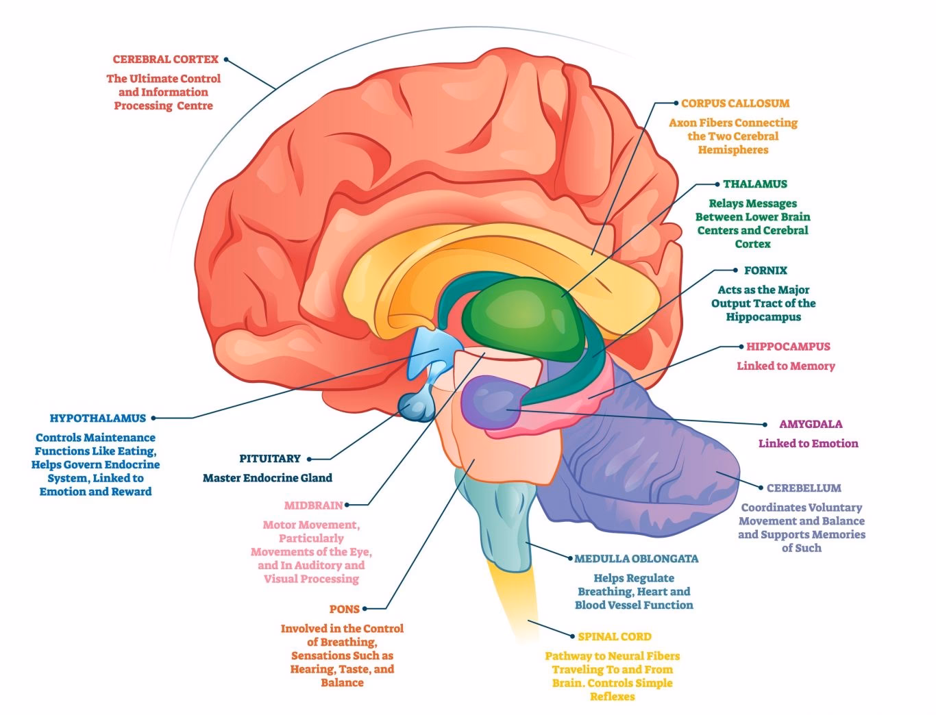 Is adult neurogenesis possible?