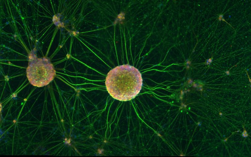 What is the University of Helsinki famous for?