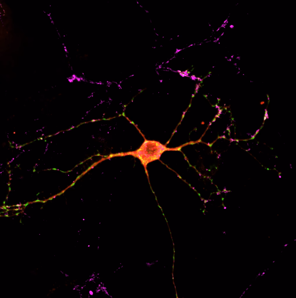 How much do neuroscientists make in Montreal?
