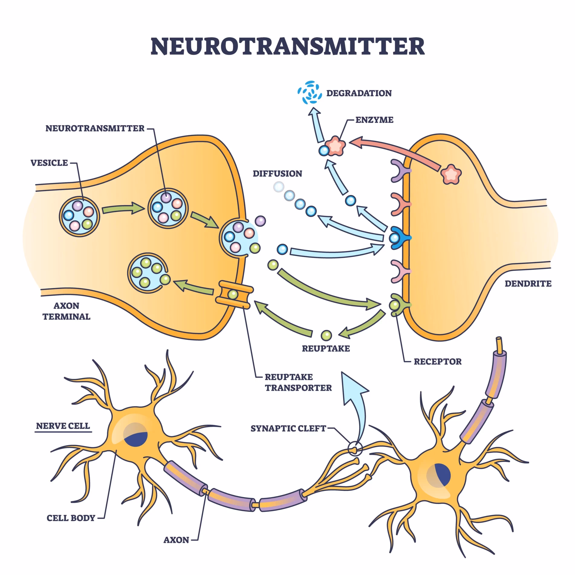 How do you fix neurotransmitter imbalance?