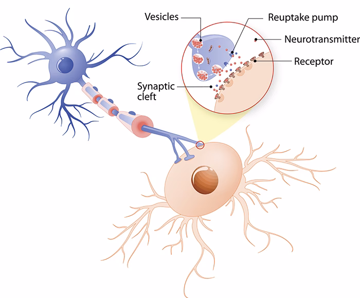 How do you fix neurotransmitter imbalance?
