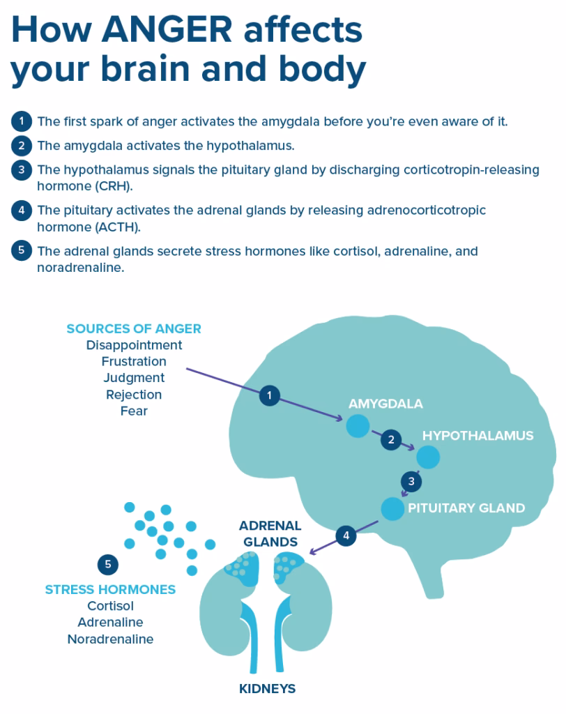 What is the neurological cause of anger?