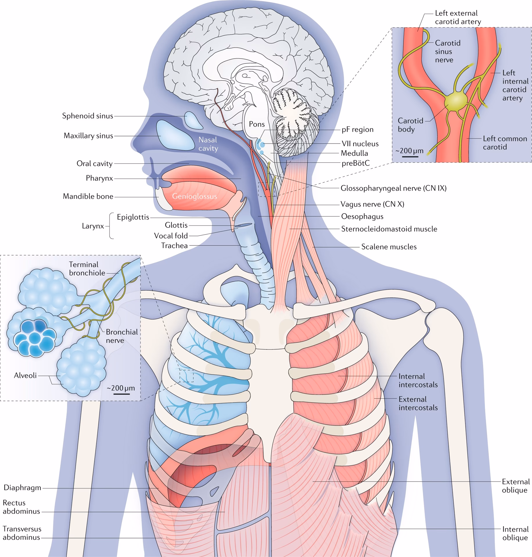 What is the primary neurological control of breathing?